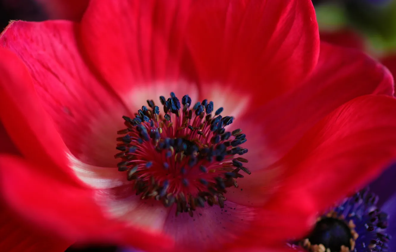Photo wallpaper flower, nature, paint, petals, anemone