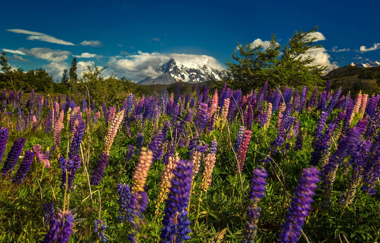 Photo wallpaper flowers, mountains, meadow, Argentina, Patagonia