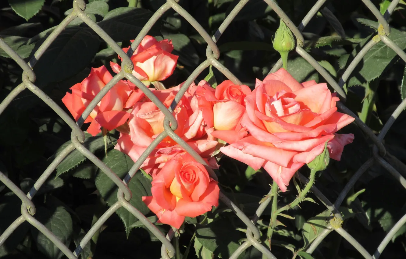 Photo wallpaper Flowers, Mesh, Pink, Roses, Pink roses, Meduzanol ©