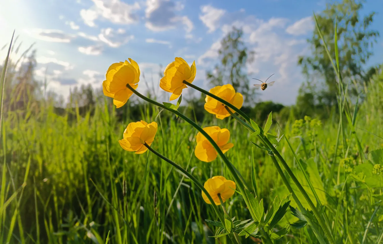 Photo wallpaper flowers, yellow, globeflowers