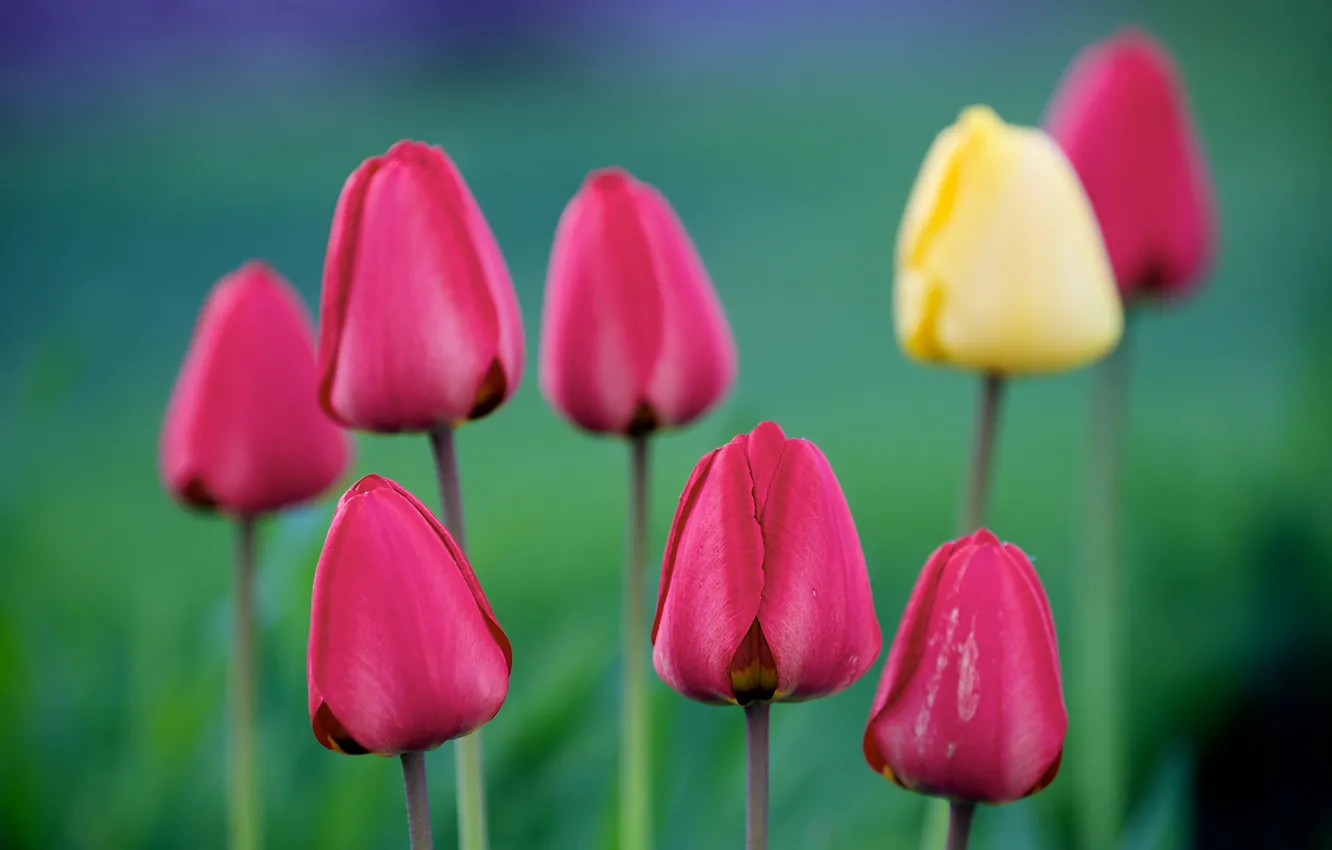 Photo wallpaper macro, tulips, buds