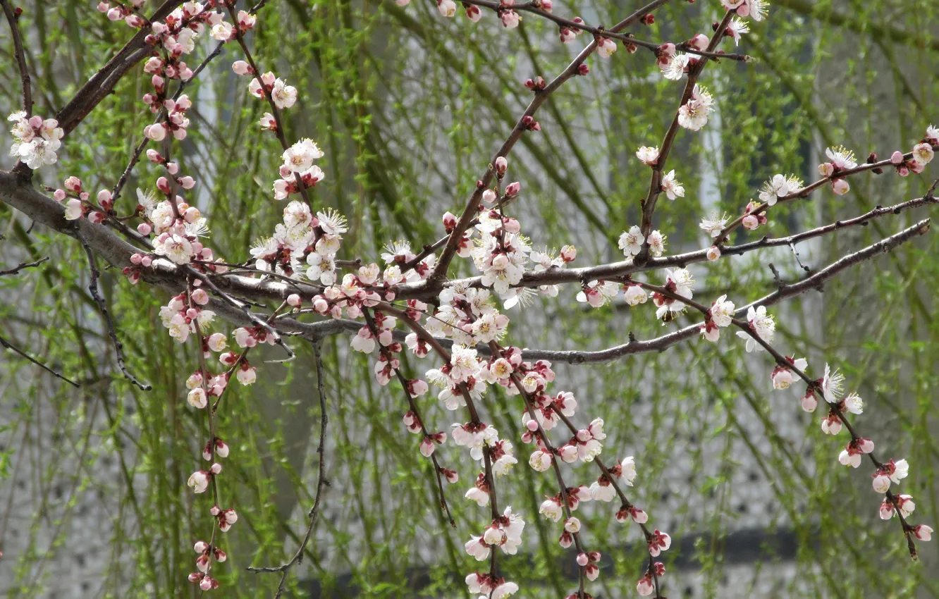 Photo wallpaper branches, April, IVA, spring 2018, Gerdes, Meduzanol ©