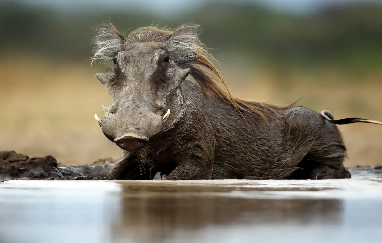 Photo wallpaper mud, Warthog, wild boar, Phacochoerus africanus
