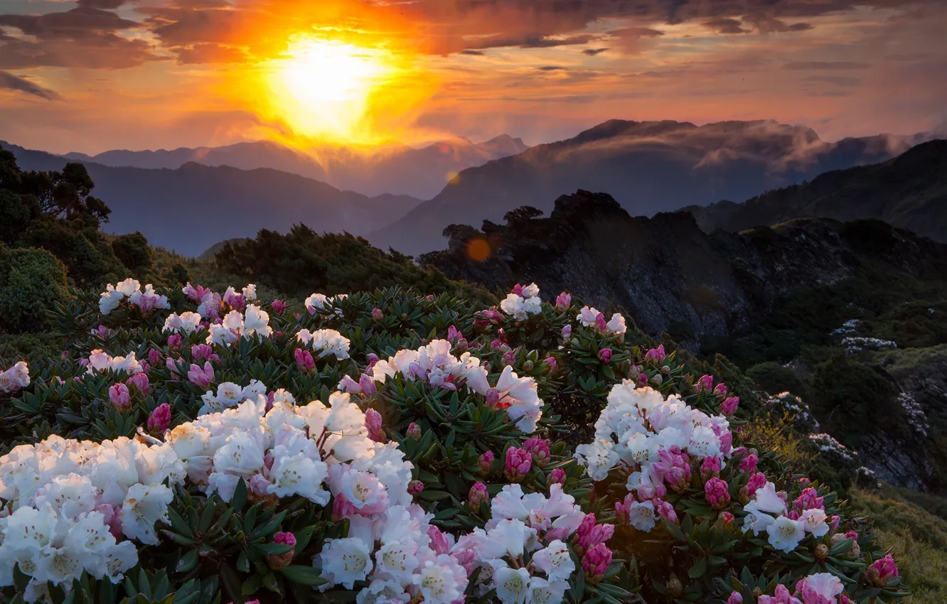 Photo wallpaper sunset, flowers, mountains