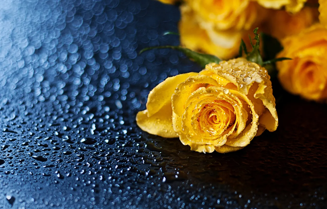 Photo wallpaper macro, flowers, roses