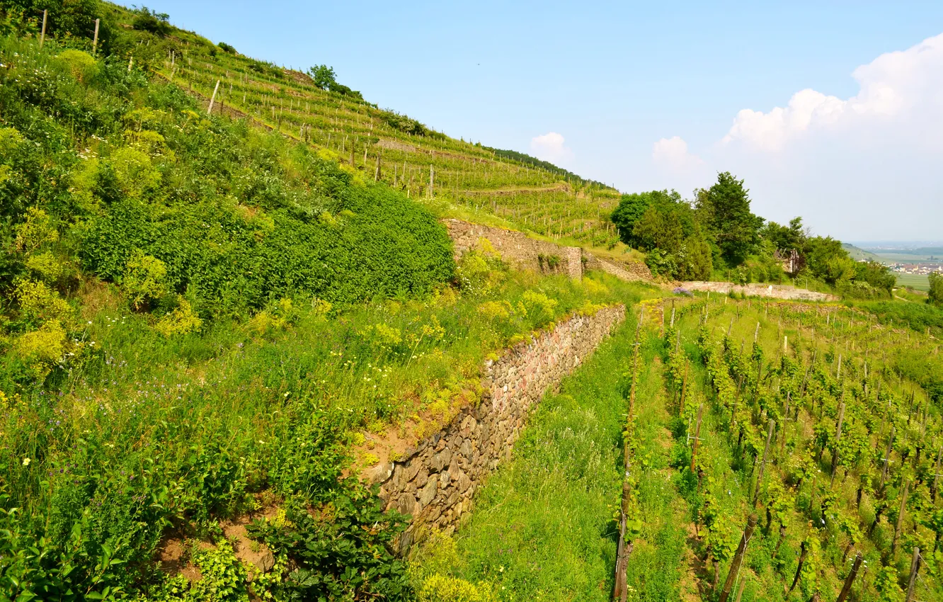 Photo wallpaper greens, grass, France, field, slope, the bushes, plantation, Alsace