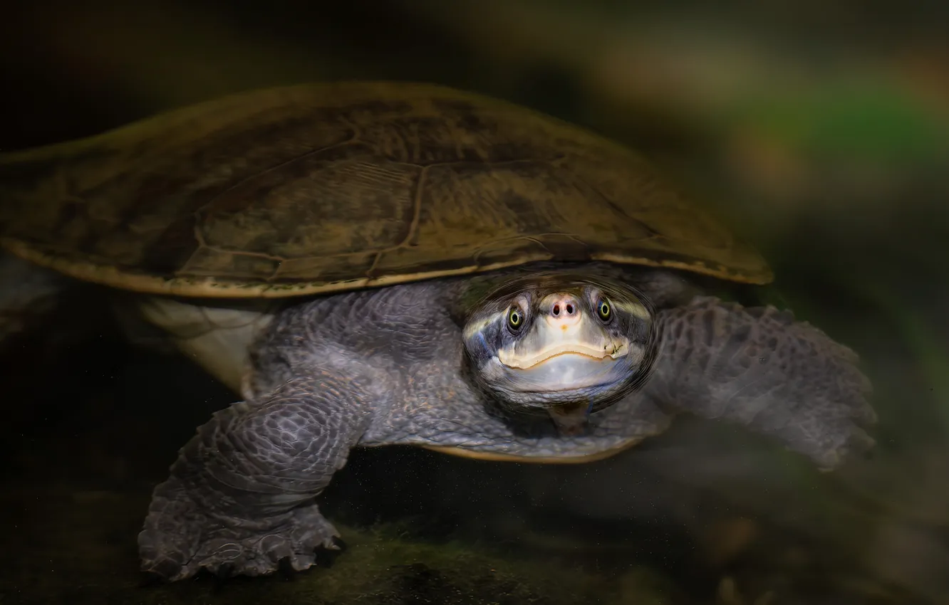 Photo wallpaper look, pose, turtle, marsh, water