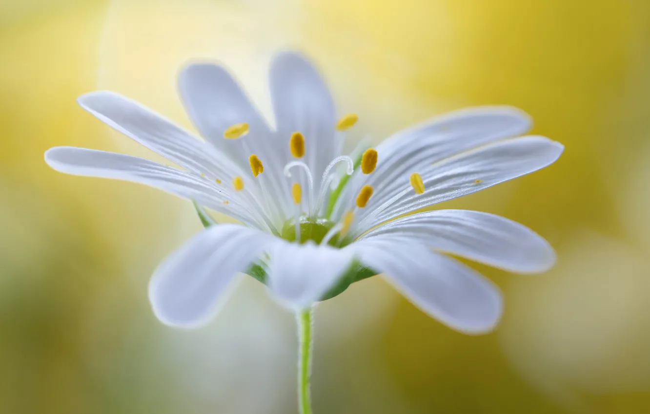 Photo wallpaper flowers, plant, petals, stem, stamens