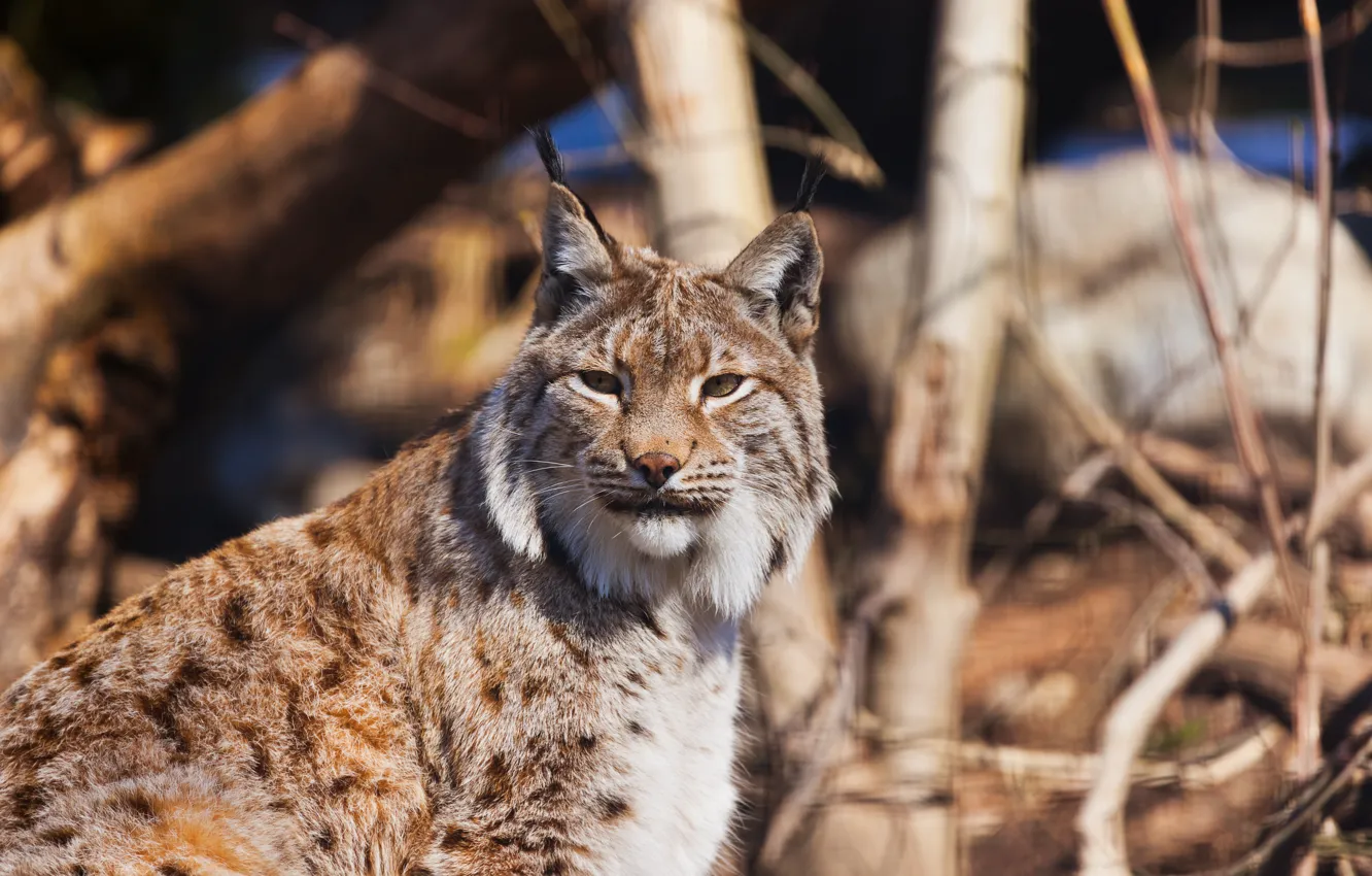 Photo wallpaper forest, feline, Lynx