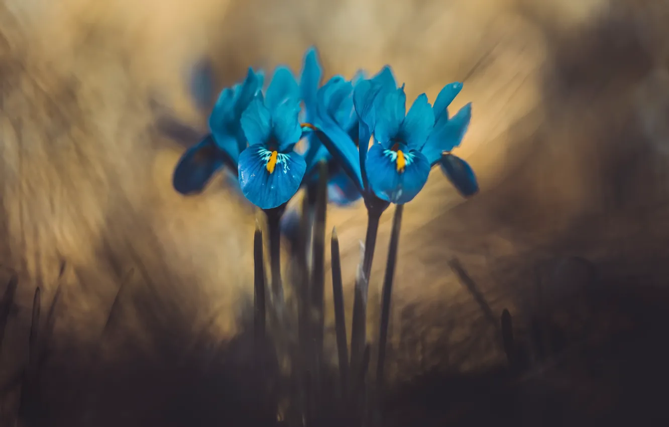 Photo wallpaper flowers, background, iris