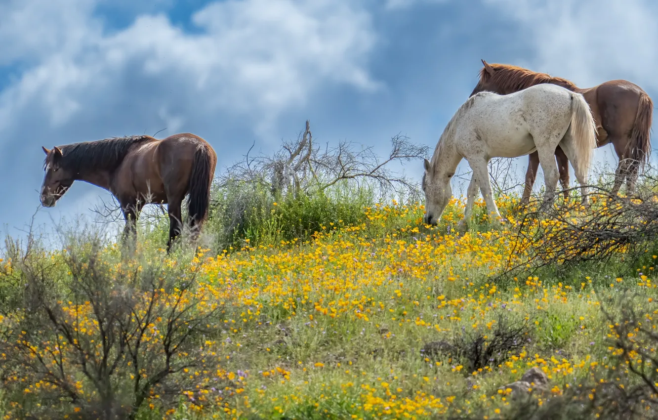 Photo wallpaper field, the sky, flowers, branches, horse, horse, trio, the bushes