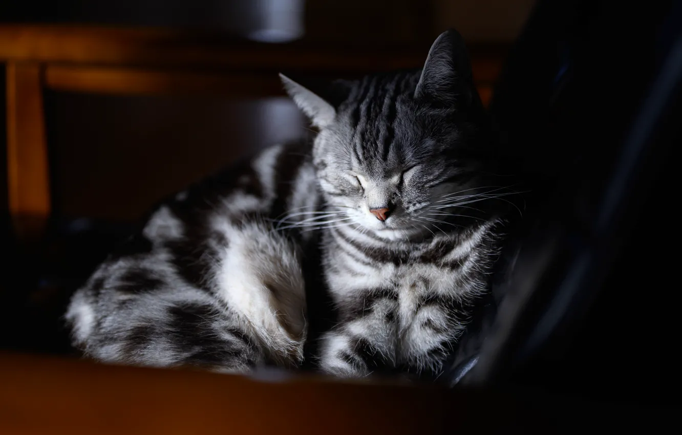 Photo wallpaper cat, cat, face, light, the dark background, grey, stay, sleep