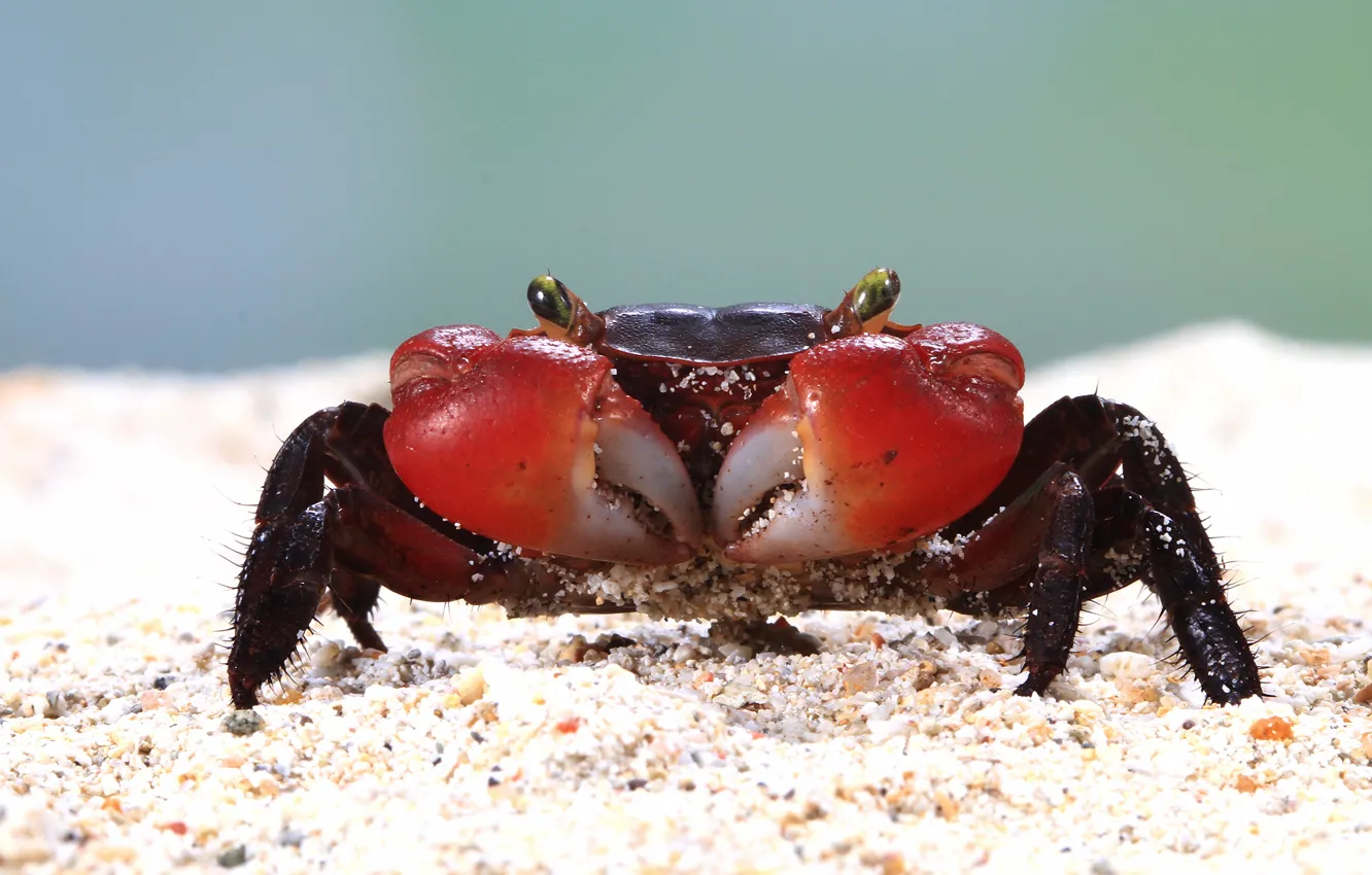Photo wallpaper sand, red, crab
