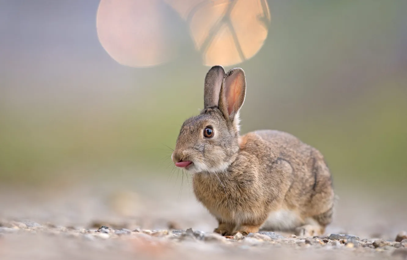 Photo wallpaper language, background, rabbit, rodent
