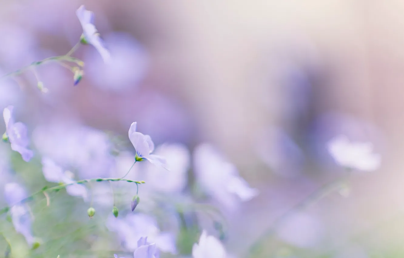 Photo wallpaper summer, macro, flowers, blue, tenderness, spring, blur, len