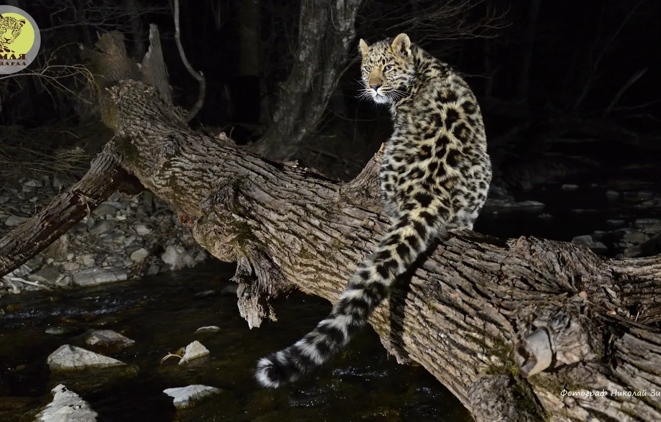 Photo wallpaper leopard, snow, big cat