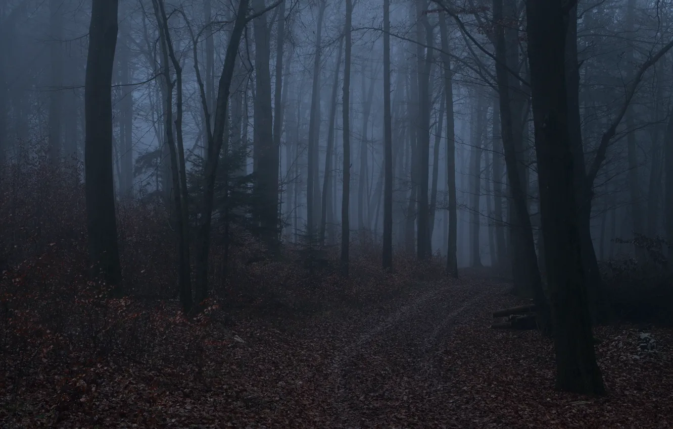 Photo wallpaper forest, trees, night, nature, fog, twilight, Niklas Hamisch