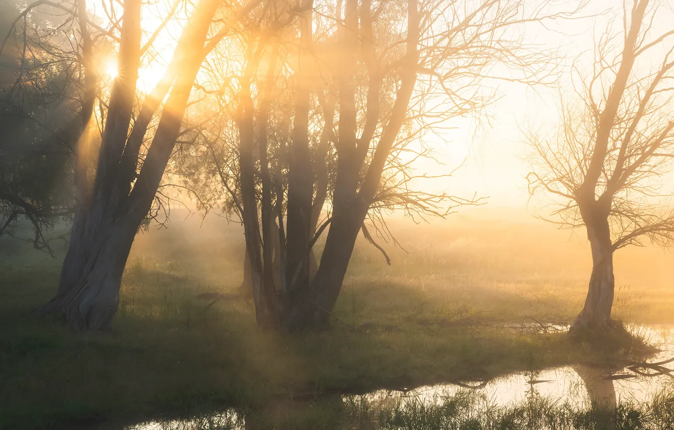 Photo wallpaper forest, the sun, rays, light, trees, branches, fog, Park