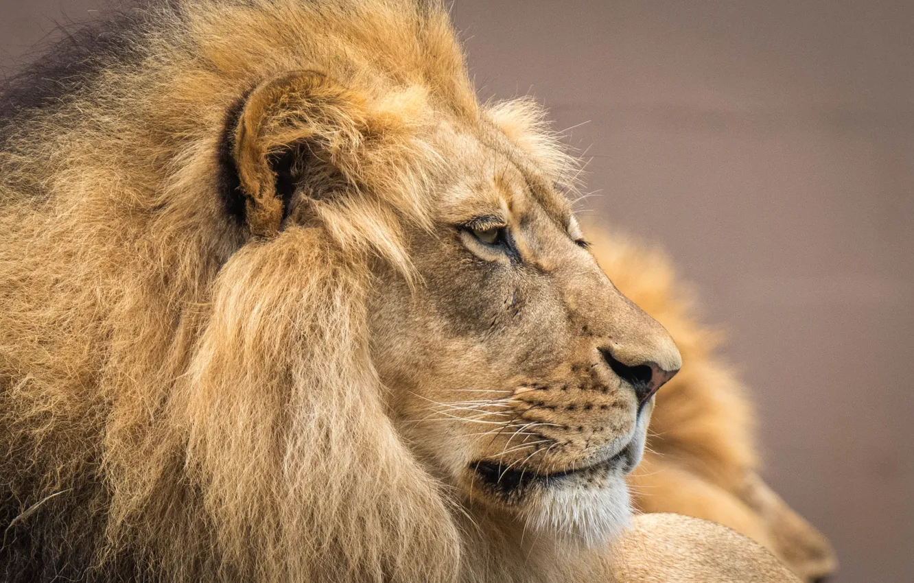Photo wallpaper face, portrait, Leo, mane, the king of beasts