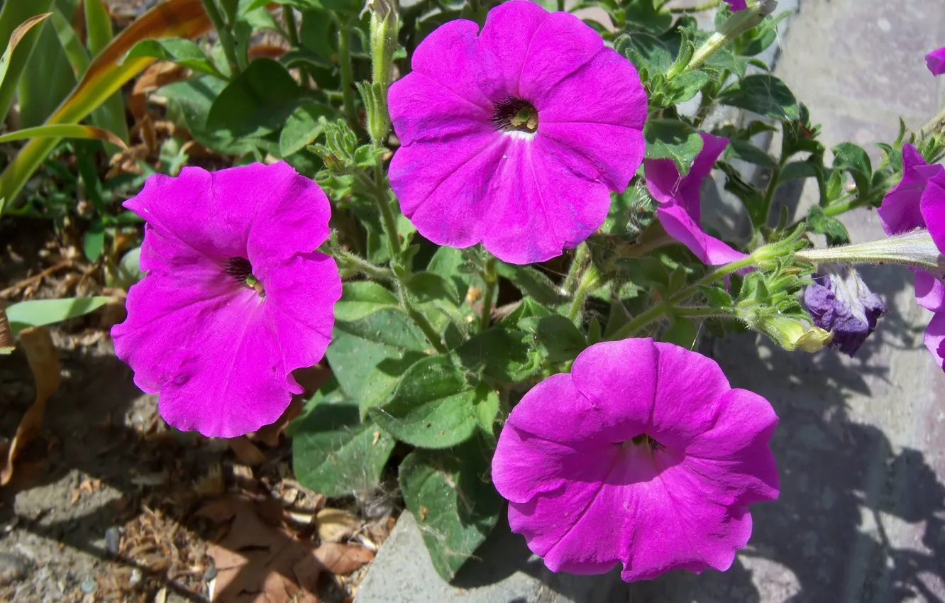 Photo wallpaper flowers, nature, Petunia, Mamala ©
