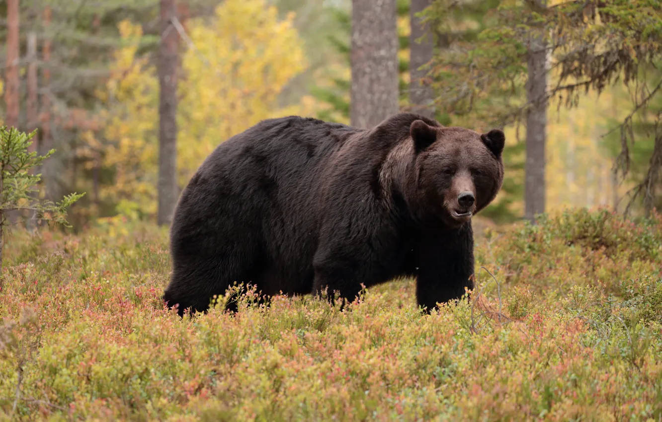 Photo wallpaper autumn, forest, look, face, nature, pose, bear, walk