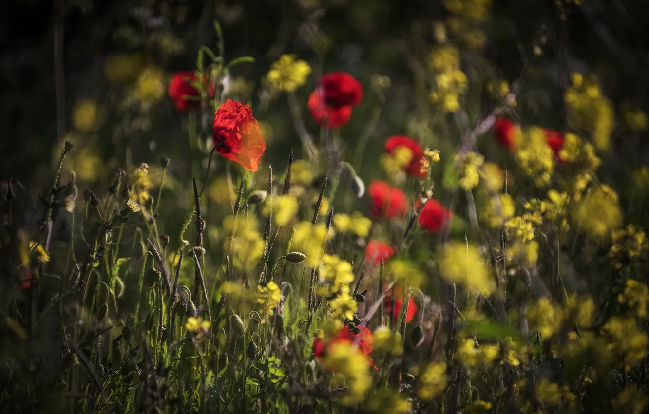Photo wallpaper field, summer, flowers