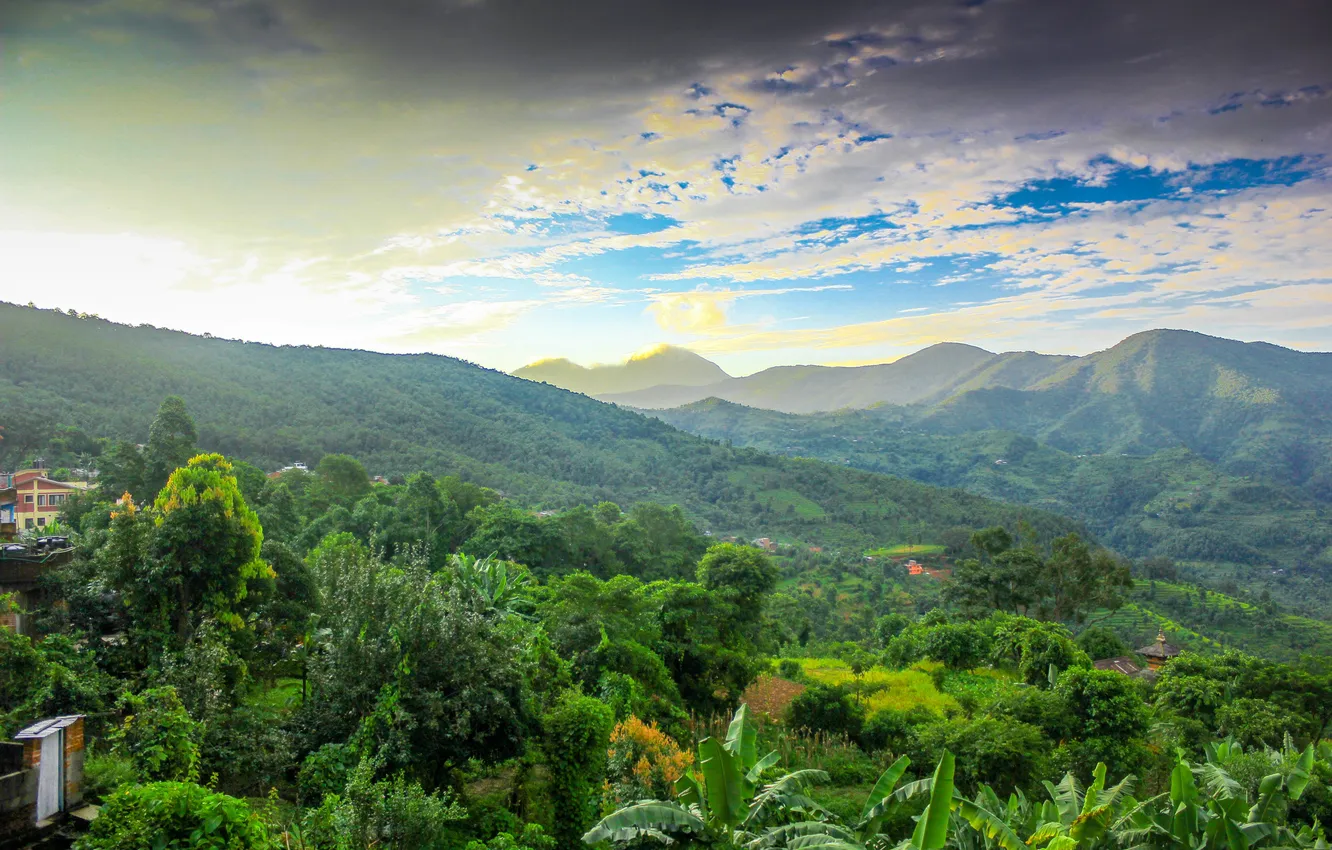 Photo wallpaper forest, the sky, clouds, trees, landscape, mountains, nature, plant