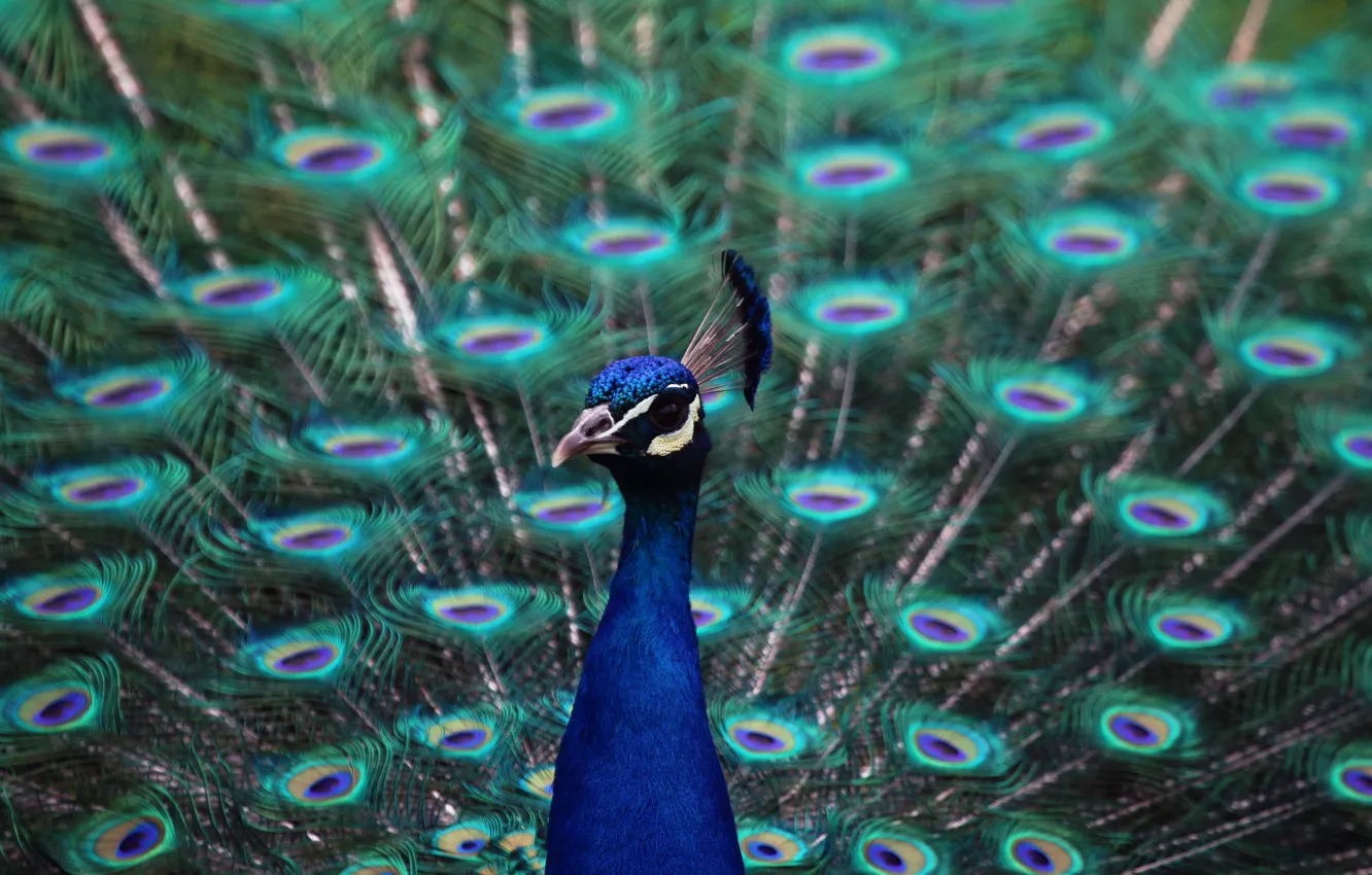 Photo wallpaper look, bird, feathers, tail, peacock