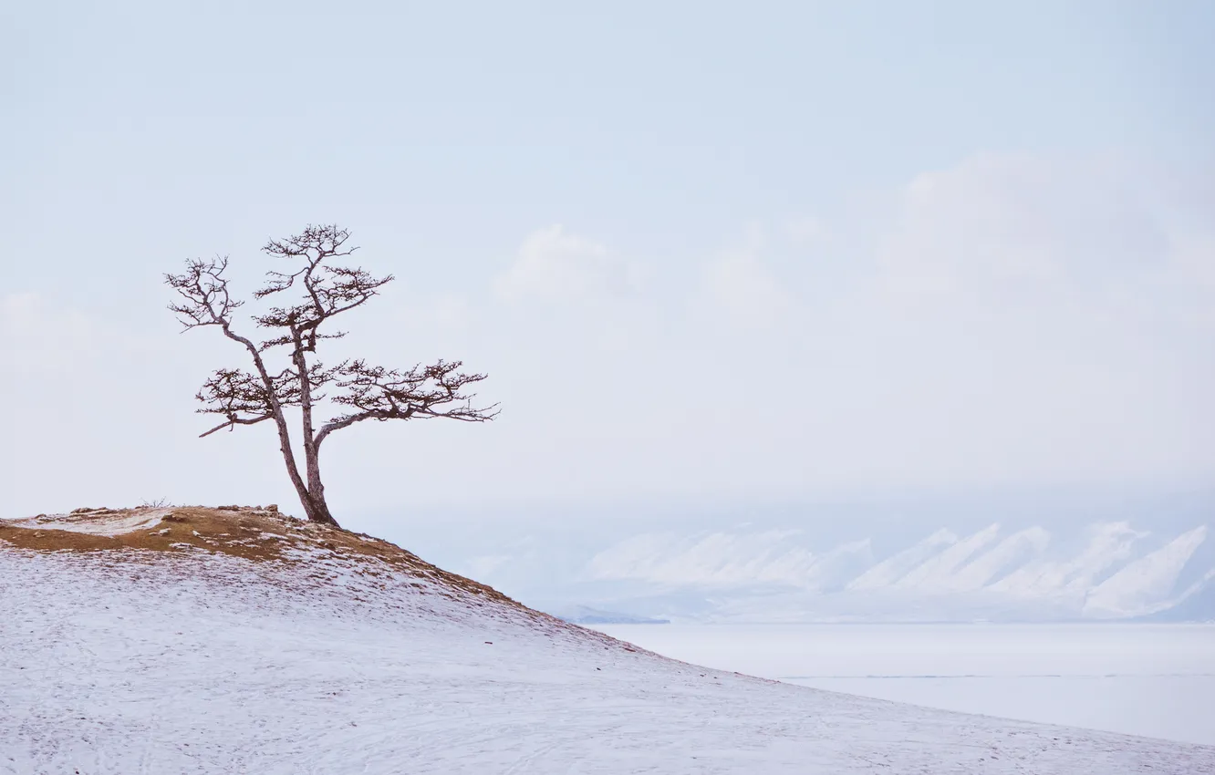 Photo wallpaper winter, snow, tree, Sergey Korshunov
