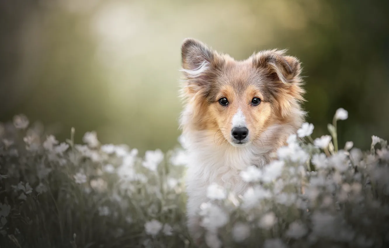 Photo wallpaper summer, look, face, flowers, nature, glade, portrait, dog