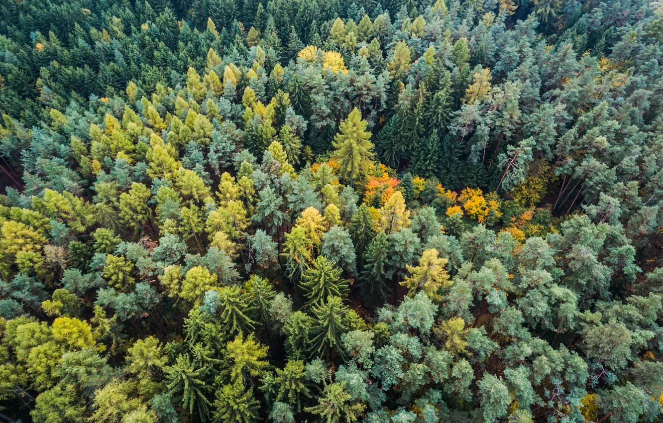 Photo wallpaper colors, forest, trees