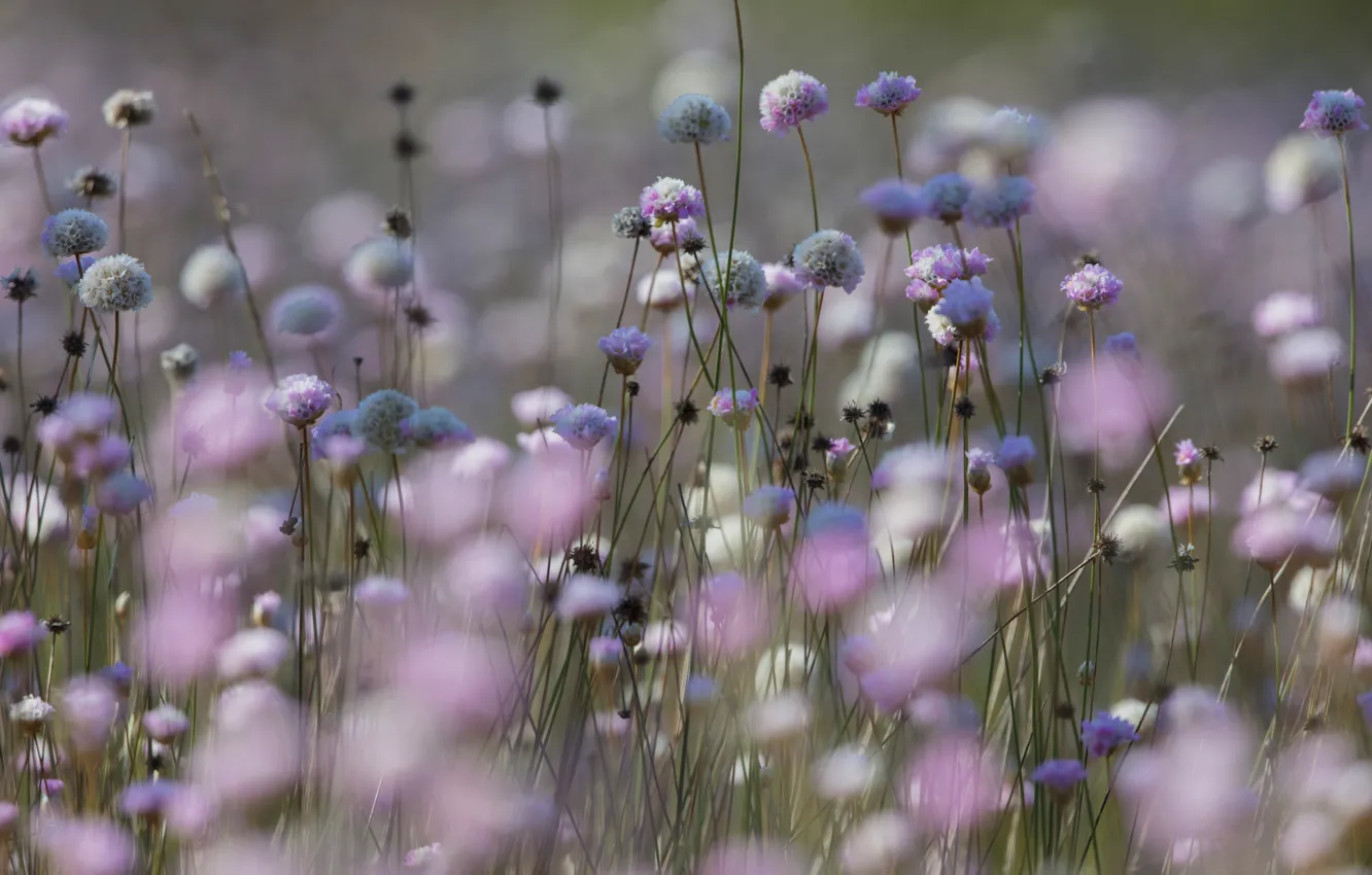 Photo wallpaper flowers, meadow, pink, white, field, bokeh
