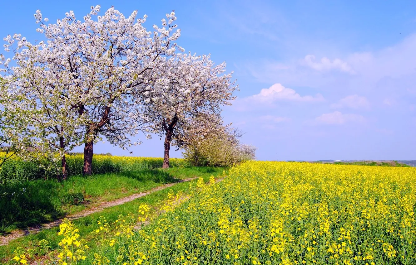Photo wallpaper field, the sky, grass, the sun, trees, flowers, yellow, spring