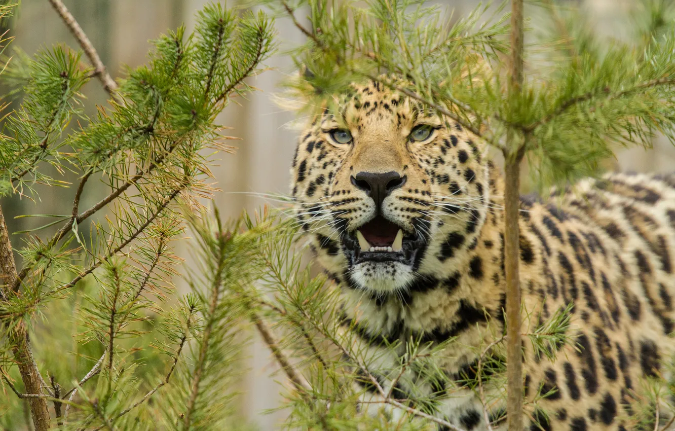 Photo wallpaper cat, look, face, leopard, pine, the Amur leopard