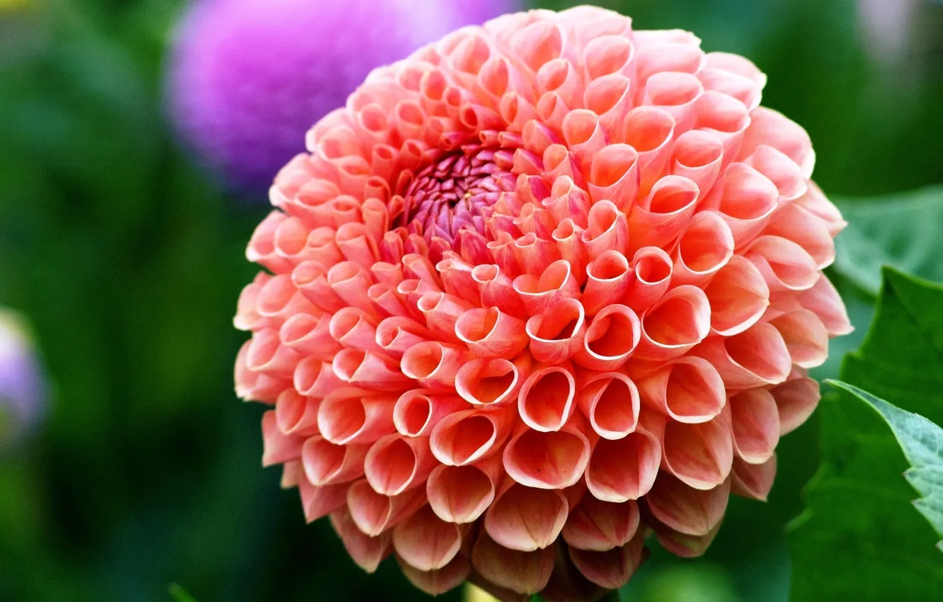 Photo wallpaper flower, beauty, Dahlia