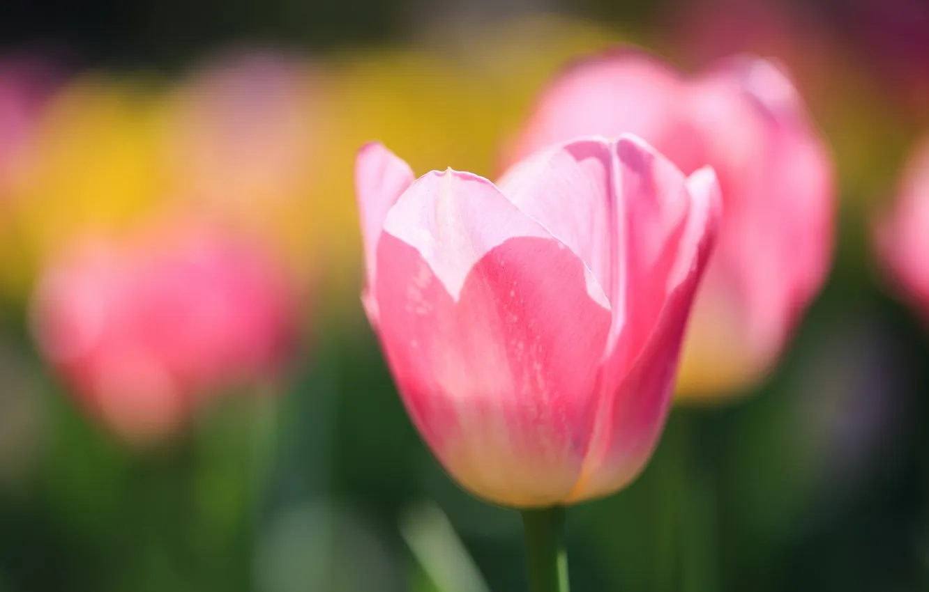 Photo wallpaper flowers, nature, tulips