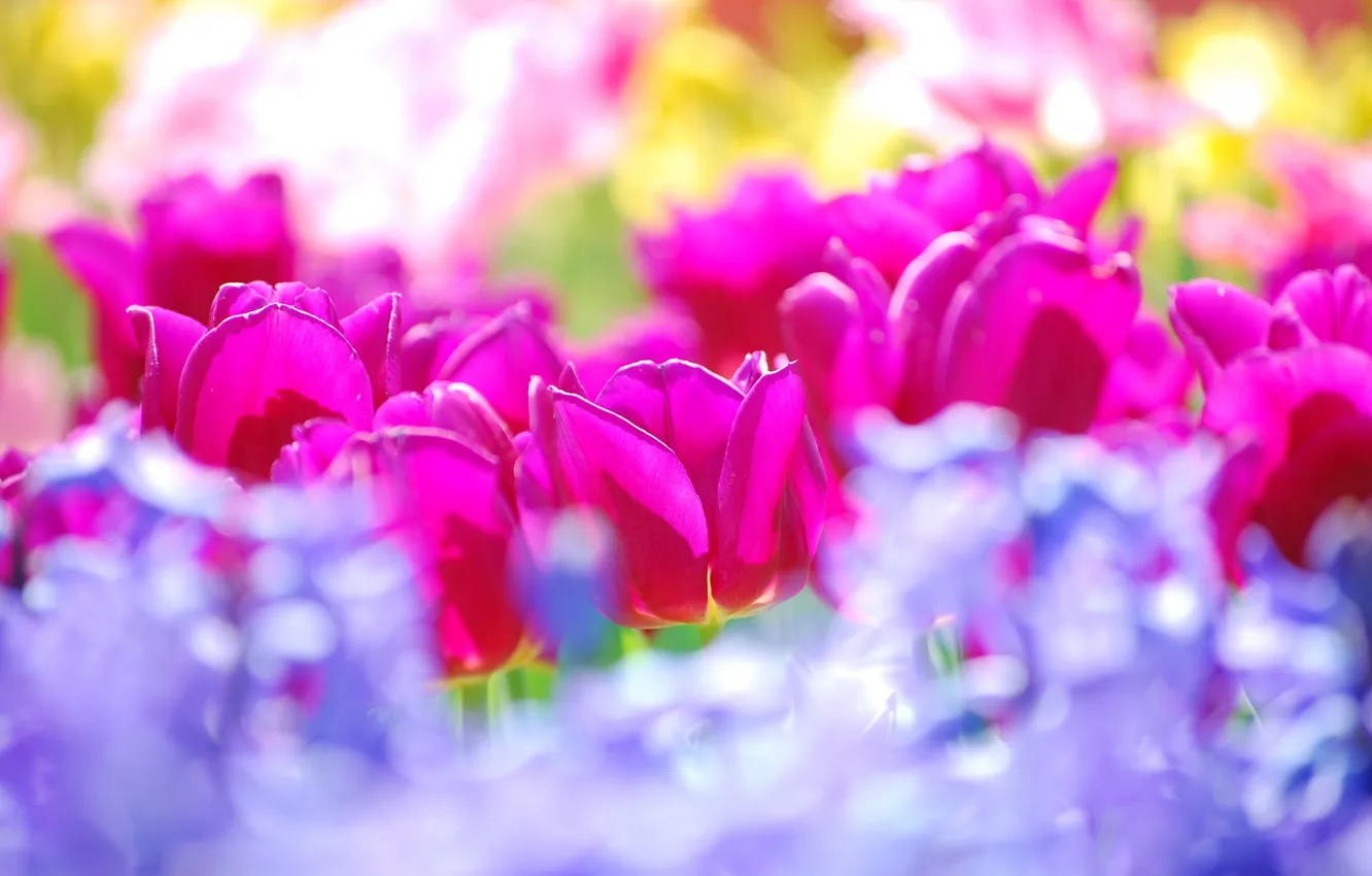 Photo wallpaper flowers, colors, tulips, summer, flowers, tulips, sunny