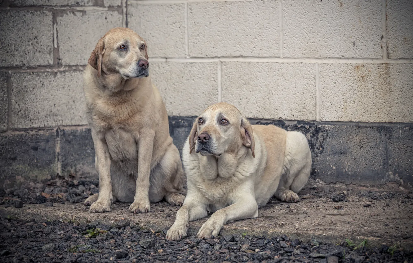 Photo wallpaper background, each, dog