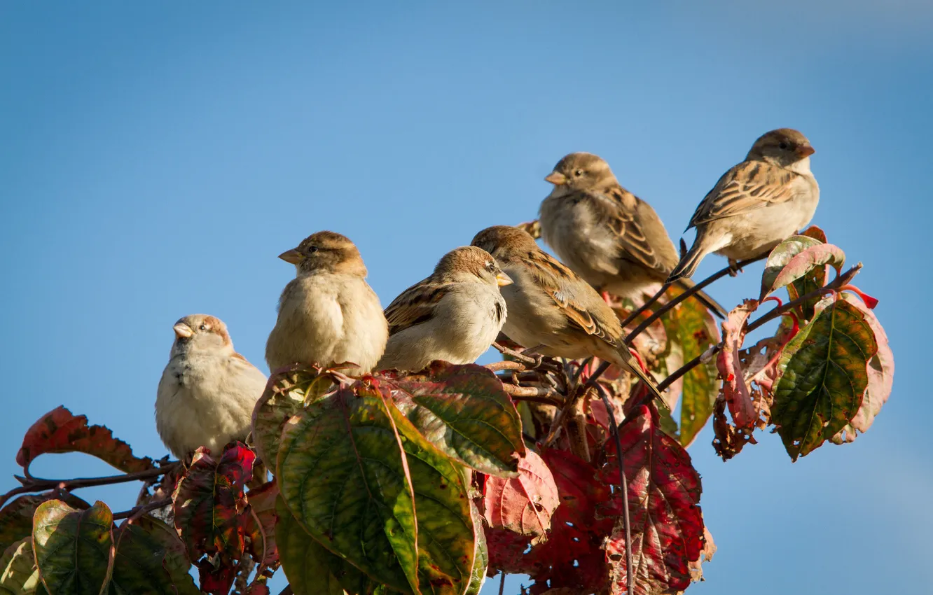 Photo wallpaper greens, birds, branches, sparrows