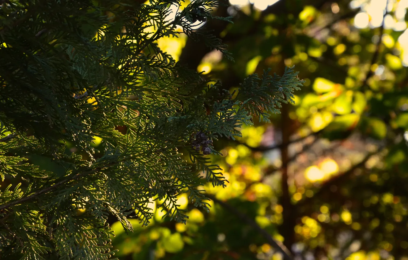 Photo wallpaper greens, leaves, the sun, macro, trees, sunset, nature, sprig