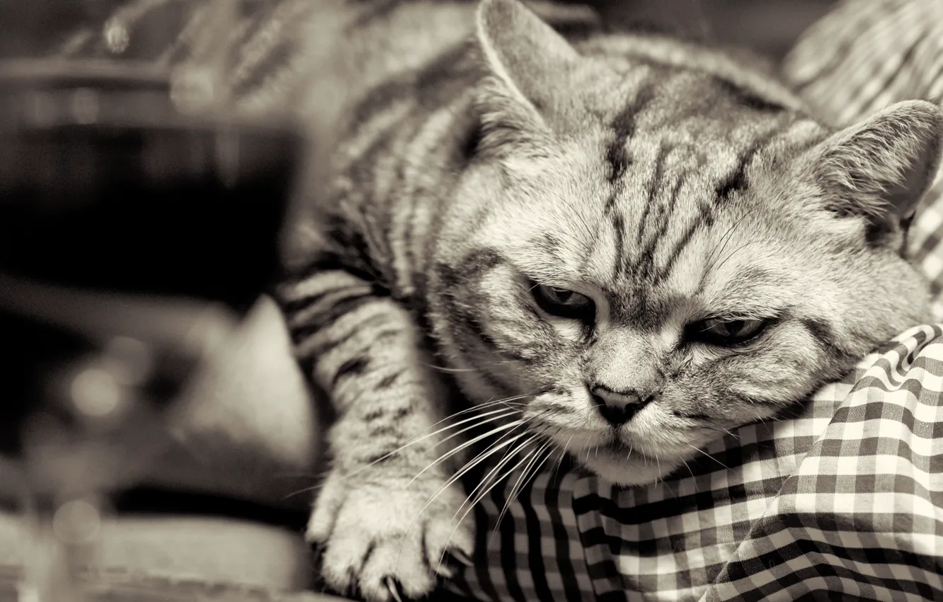 Photo wallpaper cat, cat, face, paws, claws, black and white, British, British Shorthair