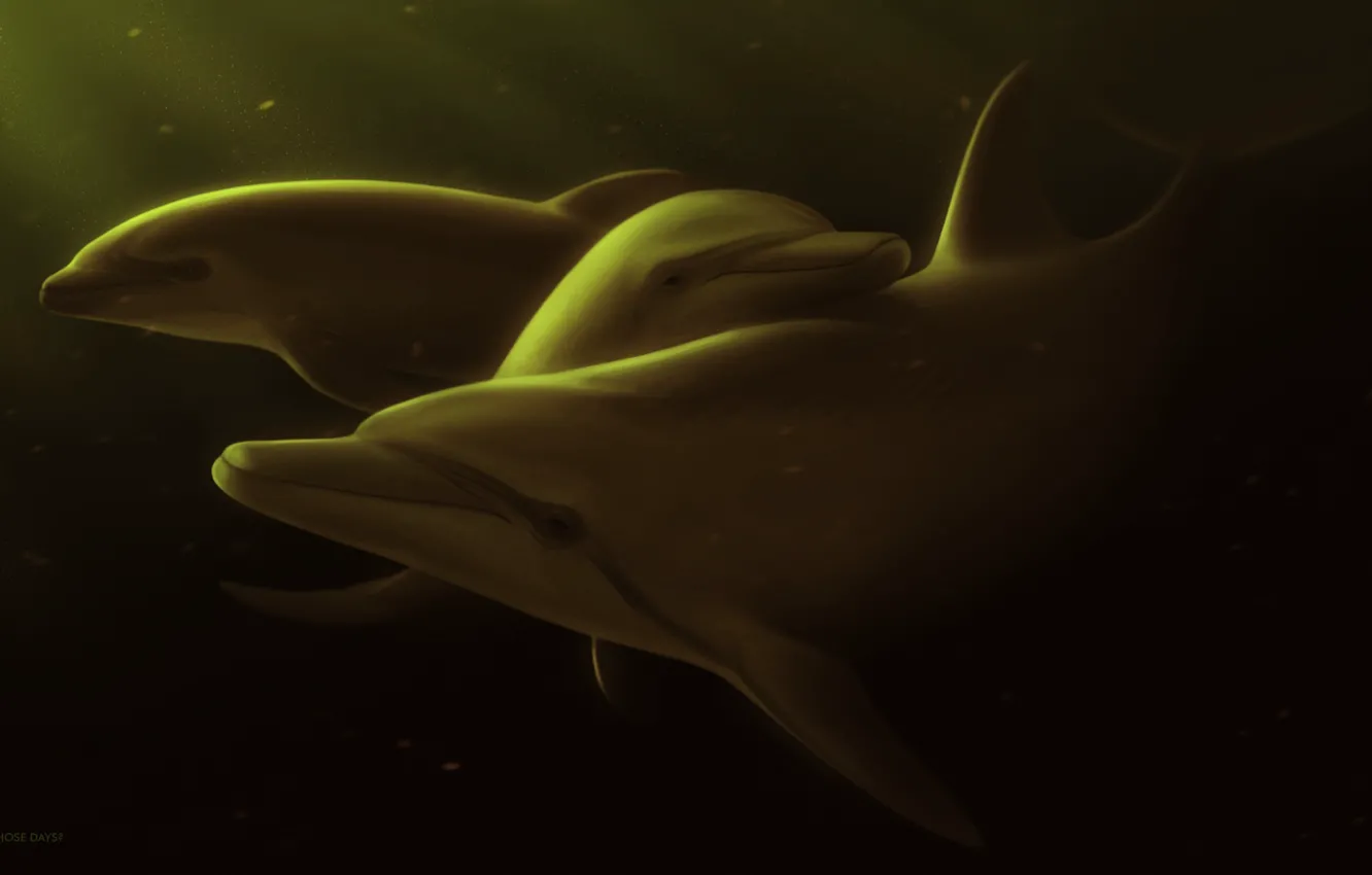 Photo wallpaper sea, dolphins, by Ciorano