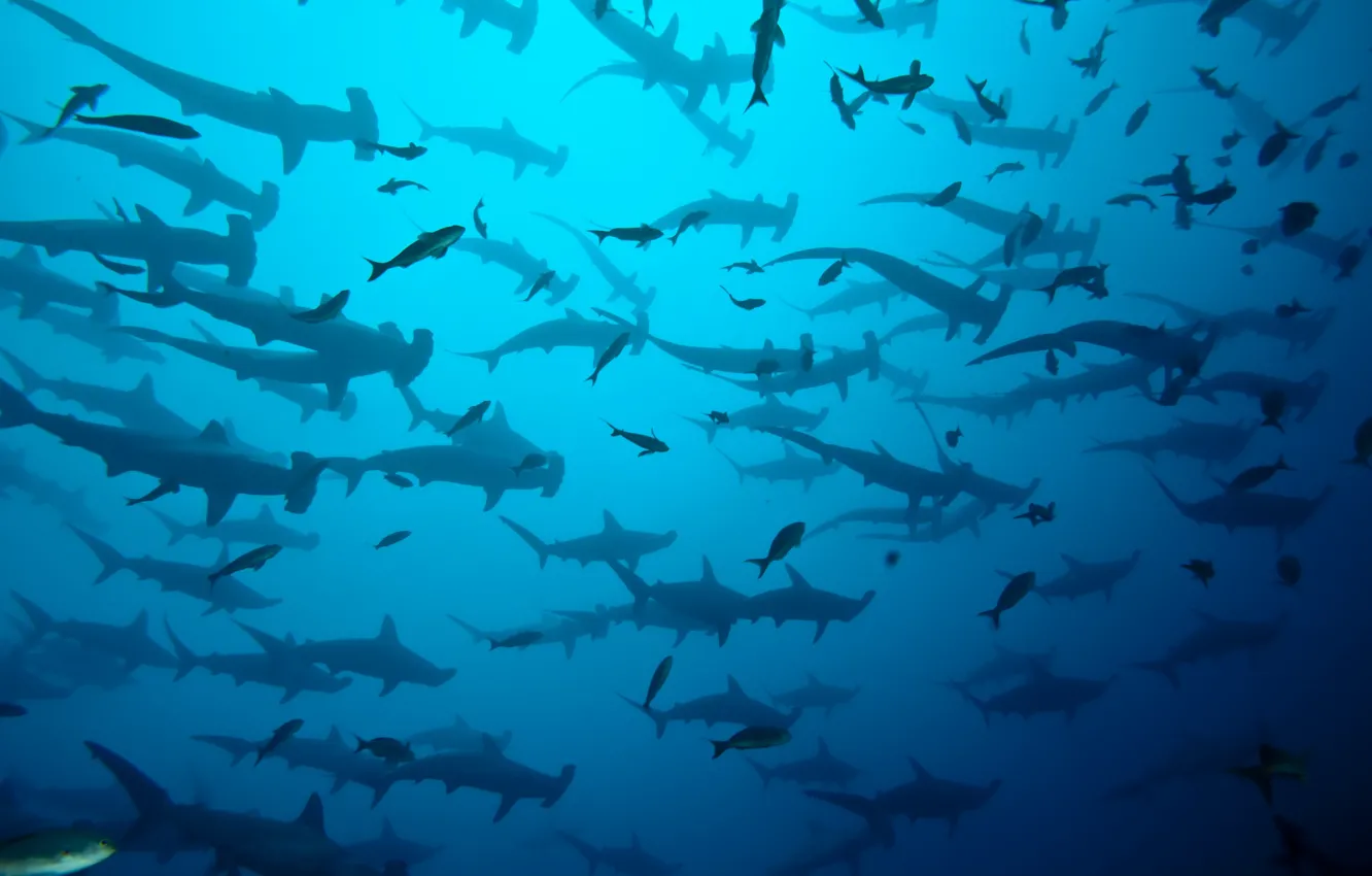 Photo wallpaper sea, ocean, blue, costa rica, shark herd, coco island