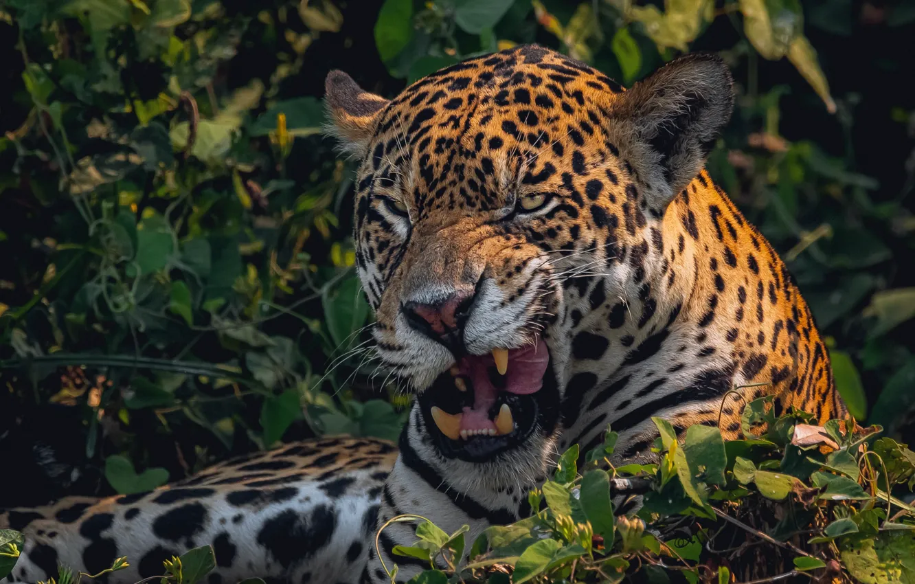 Photo wallpaper language, face, leaves, grin, Jaguar, the bushes