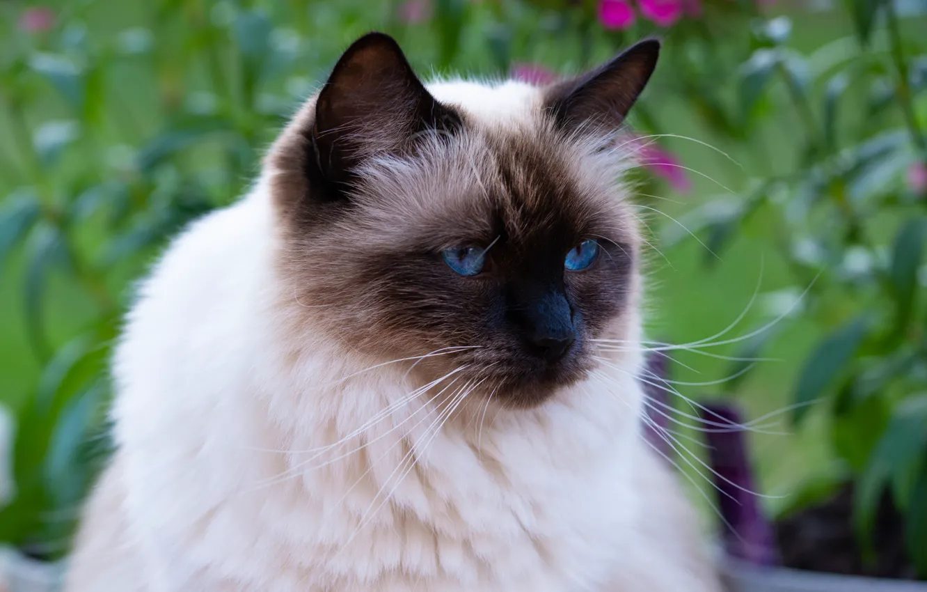 Photo wallpaper cat, cat, nature, portrait, face, Siamese, blue eyes, ragdoll