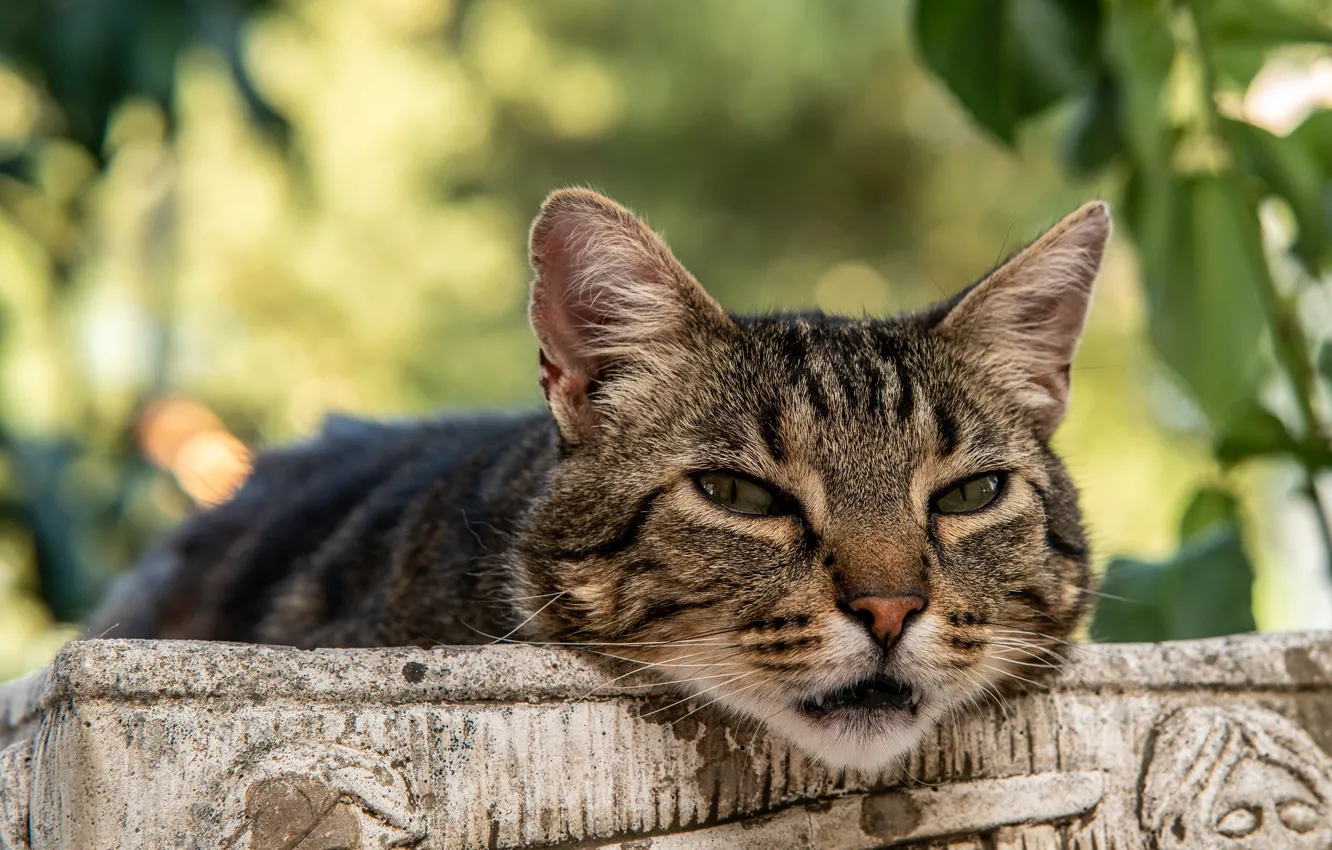 Photo wallpaper cat, cat, look, face, leaves, nature, grey, background