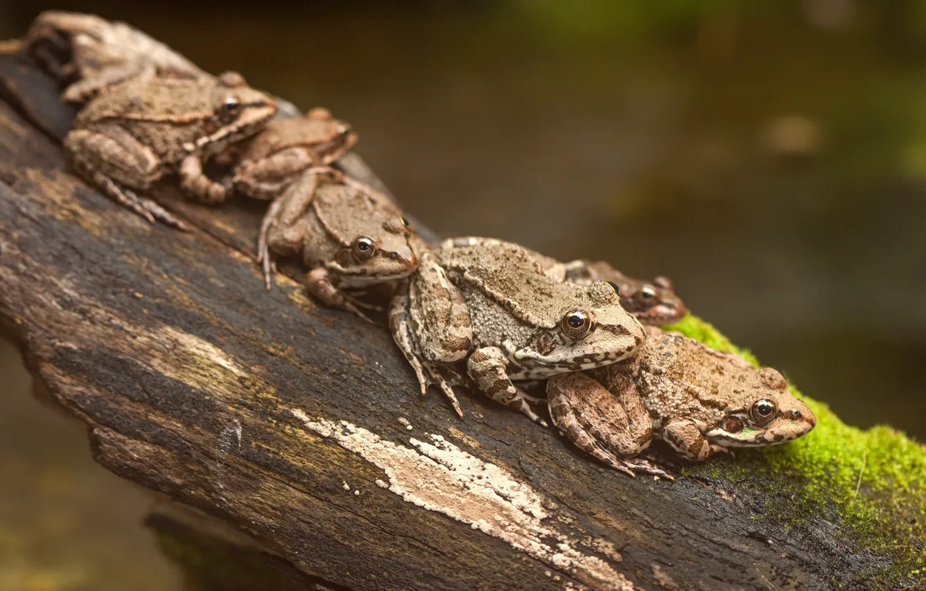 Photo wallpaper background, moss, stump, frog, log, company, sitting, a lot