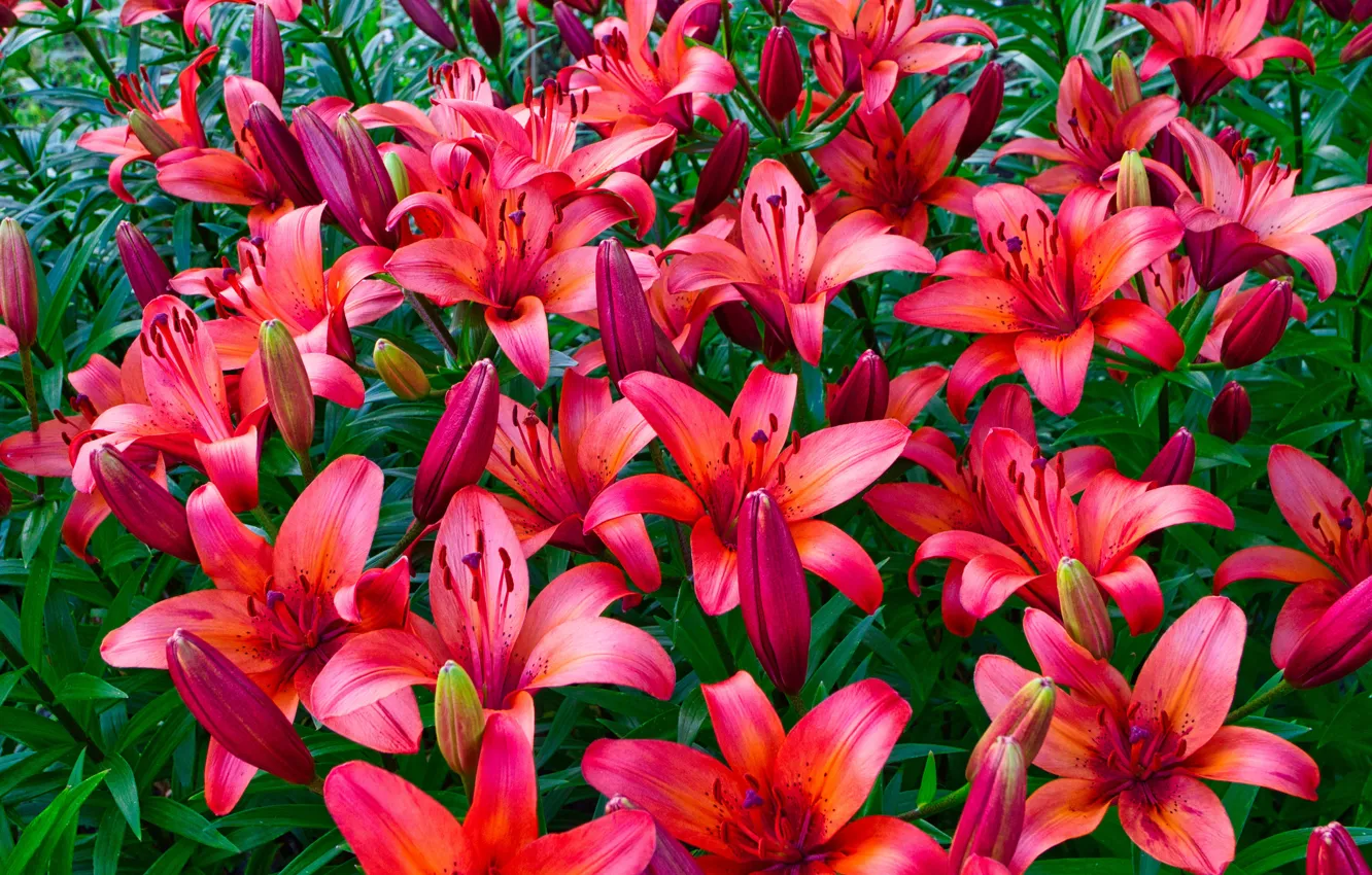 Photo wallpaper flowers, red, Lily, garden, flowerbed, a lot, red-orange