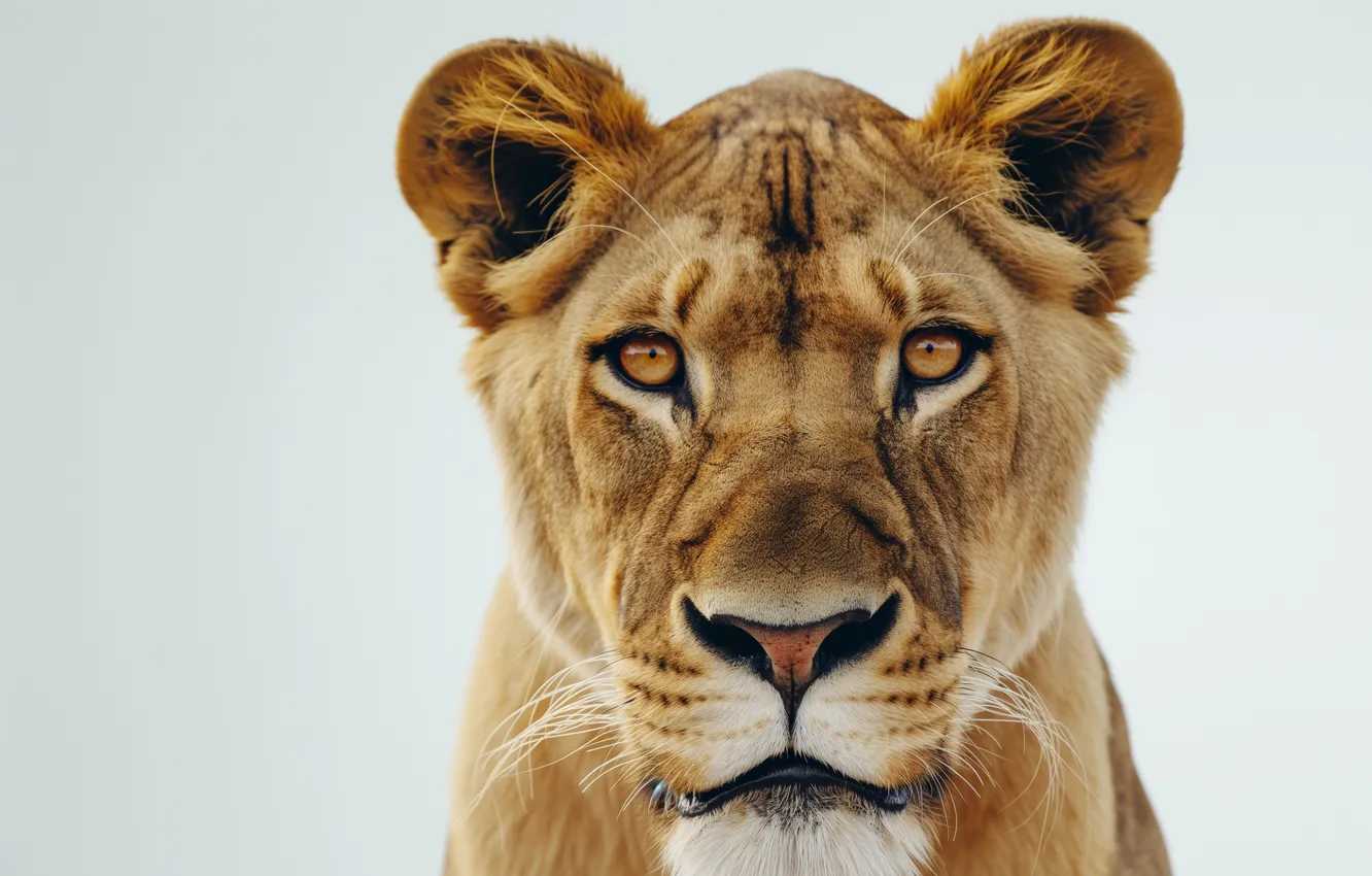 Photo wallpaper look, lioness, feline