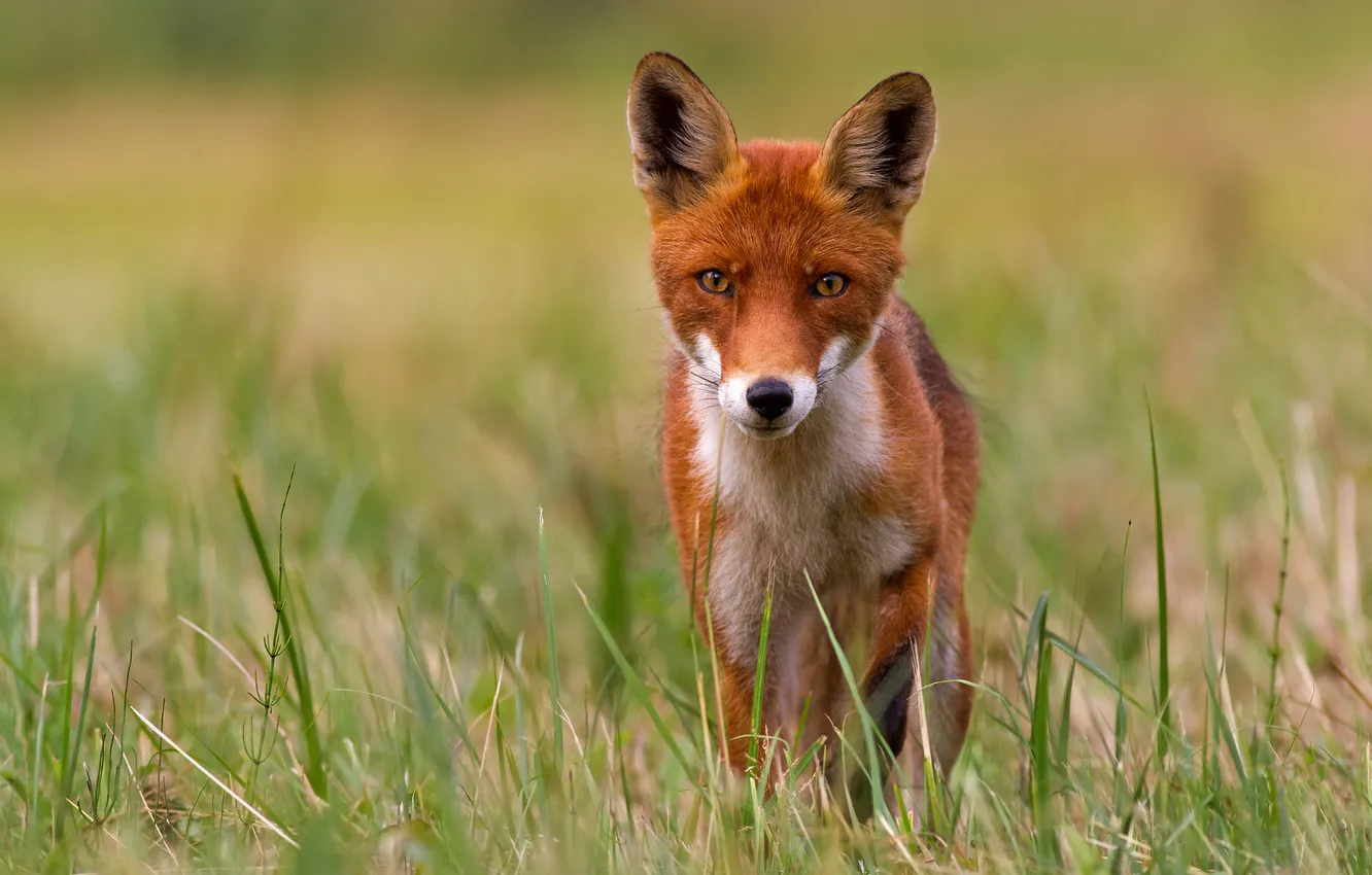 Photo wallpaper grass, look, glade, portrait, Fox, red, face